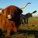siriuscowking