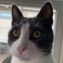 morelsupports