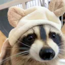 .derpy.