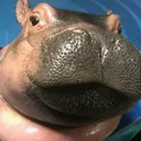 hippo.guy