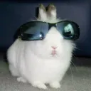 donkeydestroyer