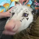 deviouscrow