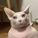 deeone