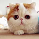 irayko