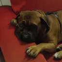 vickekrex
