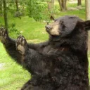 thenobear