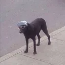 speed's Avatar