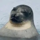 bogussoul