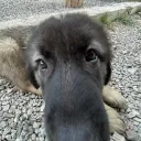 marko_p.