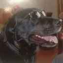 krediax
