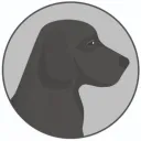 labrador2539