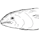 kakeudn