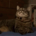 stompguts