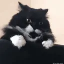 derpydity
