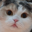 avatar Suki