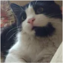 jellycent