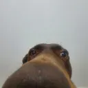 tlrusty