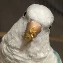 52t