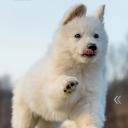 shamantravnikserzh0295