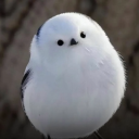 tobosh#1379's avatar