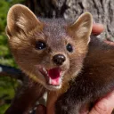 marten5138