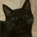 crastem