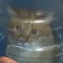 instrex