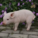 pigicial