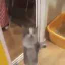 catcat_cat1