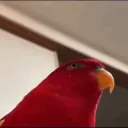 driedmassiveguest avatar