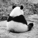 pandasonice
