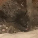 zoboboo