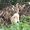 neko_001