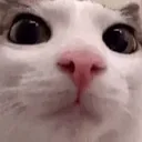 kobob_kc