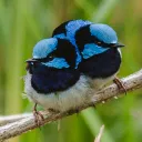 littlefairywren