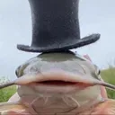 somyk
