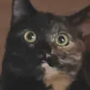 docteurlulu