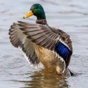 duckhunter