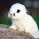 tinybrainbigheart
