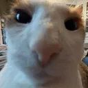 hamza_2k