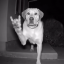 avatar Johnny Döner