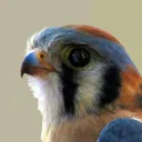 a_kestrel