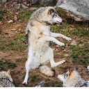 wolftickets#4150's avatar