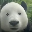 bungchungie