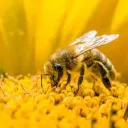officialthebeemaster