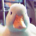 marcel_29