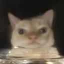 mykkghy