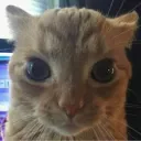 codytanis