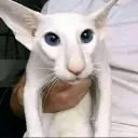 ikasjan avatar