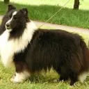 shelty6301
